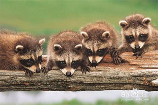 如何让浣熊快乐起来?用这些方法让不开心的浣熊重新振作起来! 如何让浣熊快乐起来?用这些方法让不开心的浣熊重新振作起来!