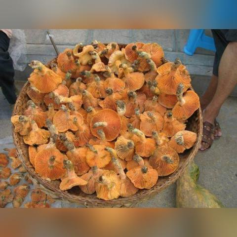 (夏洛特资料)夏洛特的餐桌最新版:探寻美味与创意的完美融合 (夏洛特资料)夏洛特的餐桌最新版:探寻美味与创意的完美融合