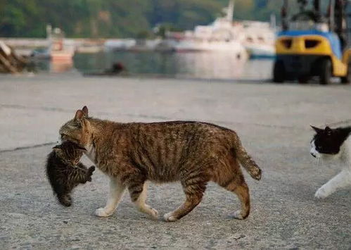 探寻那份宁静与慵懒：你的'猫之宿约者'，它的午后生活，凉了吗?