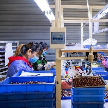 (决胜足球下载)决胜足球单机版：掌握足球战术与技巧，成就你的冠军梦想！