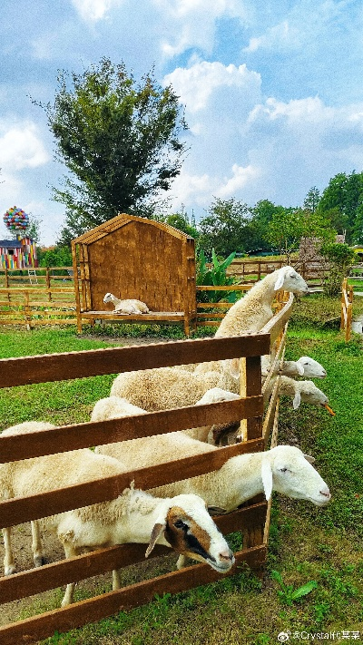 (探索绵羊村自然风光,尽情享受打猎乐趣)探索绵羊村自然风光，尽情享受打猎乐趣