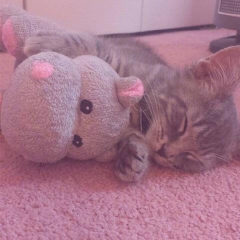 天天爱萌宠无限金币钻石版：萌宠陪伴的日常生活更愉快，无限金币钻石版带来无尽乐趣