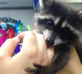 浣熊不高兴为什么停运了?探究背后的原因和引发的影响是什么? 浣熊不高兴为什么停运了?探究背后的原因和引发的影响是什么?