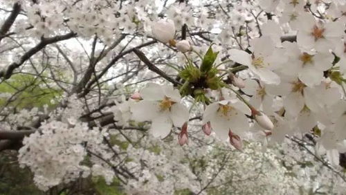 (落樱小屋又叫什么)迷人的落樱小屋:伴随樱花飘飘,翩翩而至的春日乐园 (落樱小屋又叫什么)迷人的落樱小屋:伴随樱花飘飘,翩翩而至的春日乐园