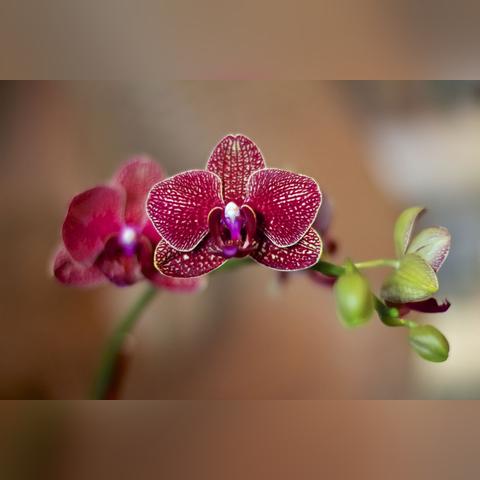 (小鸟怎么飞翔)如何让热爱飞翔的小鸟多赚取金币? (小鸟怎么飞翔)如何让热爱飞翔的小鸟多赚取金币?