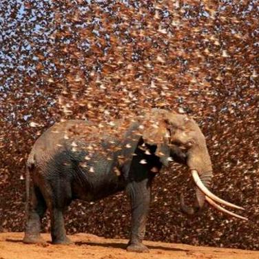 (小鸟怎么飞翔)如何让热爱飞翔的小鸟多赚取金币? (小鸟怎么飞翔)如何让热爱飞翔的小鸟多赚取金币?