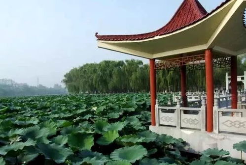 (山有扶苏 隰有荷华想表达什么意思)山有扶苏 隰有荷华,探讨古代文学中的传统美学观念 (山有扶苏 隰有荷华想表达什么意思)山有扶苏 隰有荷华,探讨古代文学中的传统美学观念
