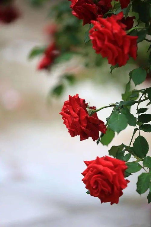 (幻夜女主与白夜行女主的联系)幻夜和白夜行女主是同一个人吗？揭秘小说中的人物转变与秘密