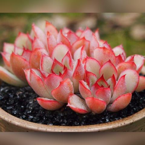 探索古代中国历史:详细解读亦春秋的游戏配置要求与高效运行体验 探索古代中国历史:详细解读亦春秋的游戏配置要求与高效运行体验