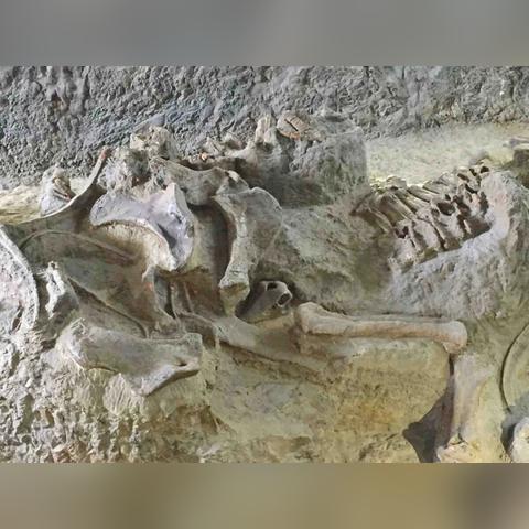 (中国第一个恐龙化石在哪个国家)中国人发现的第一个恐龙化石：揭开恐龙世界之谜