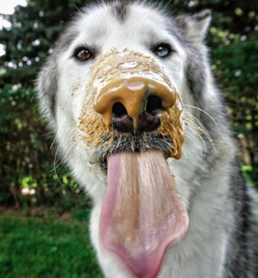 (团子的旅行下载)团子的旅行：一只可爱的狗狗叫吉一起探险、寻找新的冒险