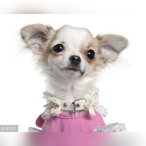 探秘全国最大的宠物基地:为您深度解析宠物养护与培育的前沿科技和行业趋势 探秘全国最大的宠物基地:为您深度解析宠物养护与培育的前沿科技和行业趋势