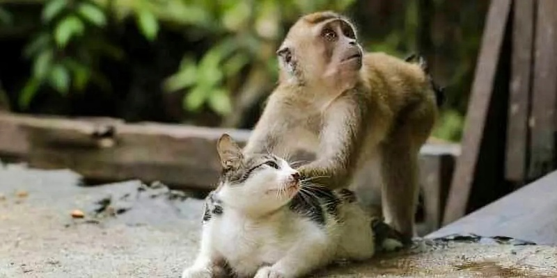 为何猴子很忙:猴子、猫咪与仓鼠的异同及其在动物行为研究中的重要意义 为何猴子很忙:猴子、猫咪与仓鼠的异同及其在动物行为研究中的重要意义