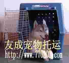 (火车猫咪托运多少钱)火车托运猫咪费用多少？猫咪火车托运价格及注意事项介绍