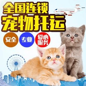 (火车猫咪托运多少钱)火车托运猫咪费用多少？猫咪火车托运价格及注意事项介绍
